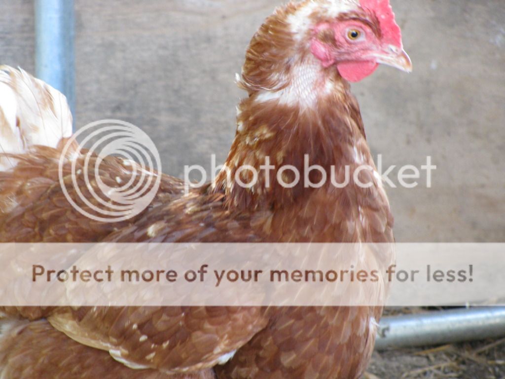 how to tell old chickens from young ones.